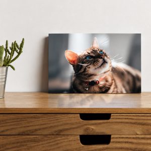 Photo sur plexiglas 15x20cm