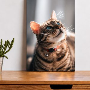 Photo sur plexiglas 20x15cm